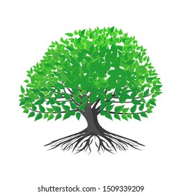 Green leaf tree with white background root. Vector illustration