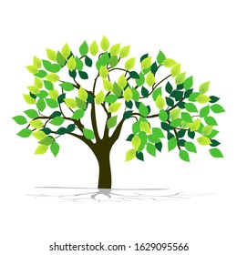 Green leaf tree with white background, vector illustration