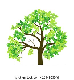 Green leaf tree with white background. Illustration vector