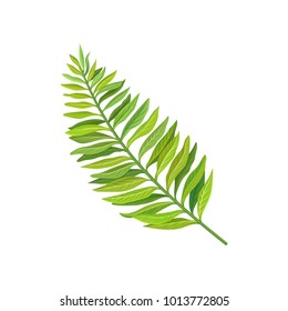 Green leaf of tropical palm tree vector Illustration