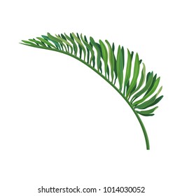 Green leaf of tropical palm vector Illustration