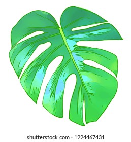 Green leaf of a tropical plant.