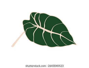 Folha verde, planta tropical. Alocasia, folhagem variegada. Verde largo, folhas de selva exóticas. Elemento de projeto botânico, decoração natural. Ilustração de vetor plano isolada no plano de fundo branco