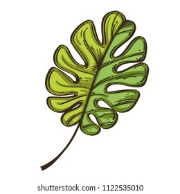 Green leaf of tropical plant Monstera in hand drawn, sketch style. Decorative plant element for greeting cards, invitations and much more.