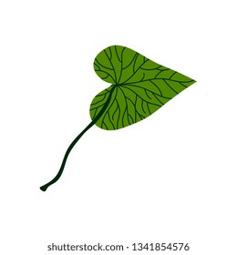 Green Leaf of Tropical Tree, Botanical Design Element Vector Illustration