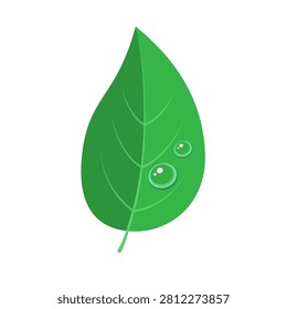 Green leaf with two fresh dew drops in flat style. Vector illustration isolated on white background 