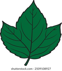 Ilustración de Arte vectorial de hoja verde con un fondo blanco