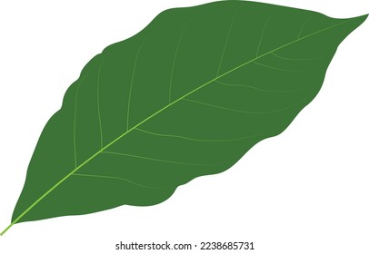 green leaf vector art work.
this is an eps file