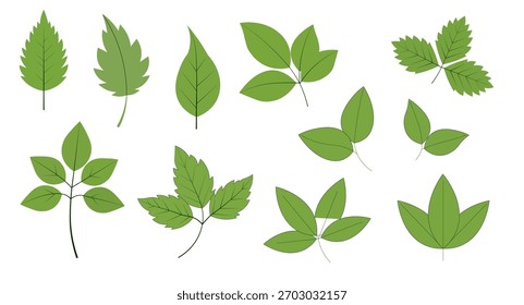 Green Leaf Vector Collection — Botanisches Blattset für Naturdesign