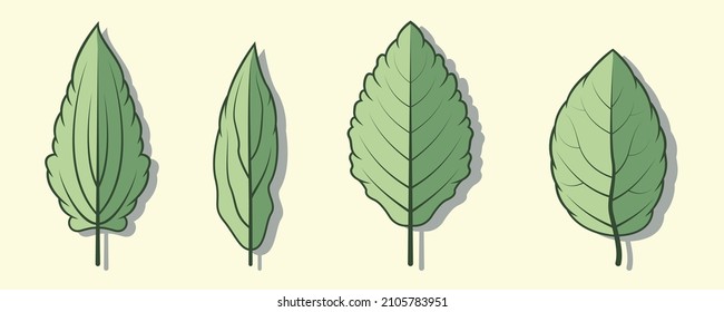 Green leaf vector collection set, tropical green eucalyptus green art, natural leaf herbal leaves.