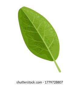 Hoja verde. Ilustración realista del color del vector. Aislado sobre fondo blanco.