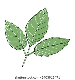Green leaf vector design, nature