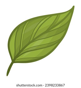 green leaf vector drawing isolated on white