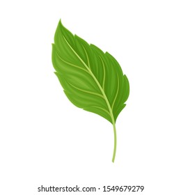 Green Leaf Vector Illustrated Icon For Decorative Purpose