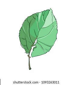 Green Leaf, Vector Illustration