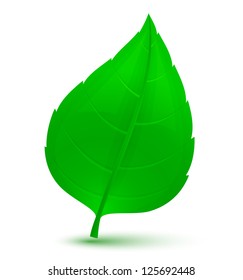 Green leaf. Vector illustration