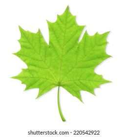 Grünes Leaf, Vektorgrafik