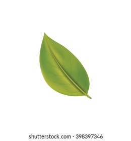 Green leaf. Vector illustration Eps 10. Nature & ecology image.