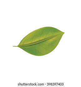 Green leaf. Vector illustration Eps 10. Nature & ecology image.