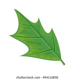 Green leaf vector illustration. Flat design. Spring flowering and autumn trees defoliation. For nature concepts, plant infographic, icons or web design. Gardening growing. Isolated on white background