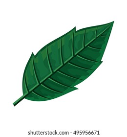 Green leaf vector illustration. Flat design. Spring flowering and autumn trees defoliation. For nature concepts, plant infographic, icons or web design. Gardening growing. Isolated on white background