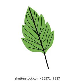 Green leaf Vector Illustration. Good for Botanical and Nature Art.