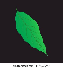 green leaf vector illustration isolated on black baground