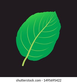 green leaf vector illustration isolated on black baground