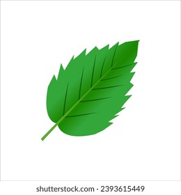 Green leaf vector isolated on white background.
