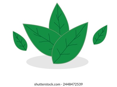 Green leaf vector, isolated white background
