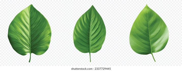 Green leaf vector set isolated on white