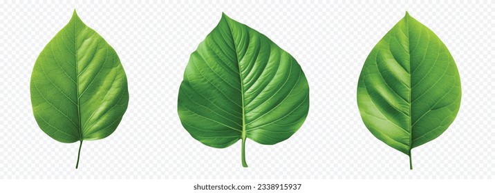 Green leaf vector set isolated on white