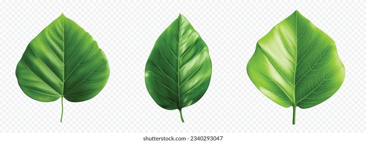 Green leaf vector set isolated on white
