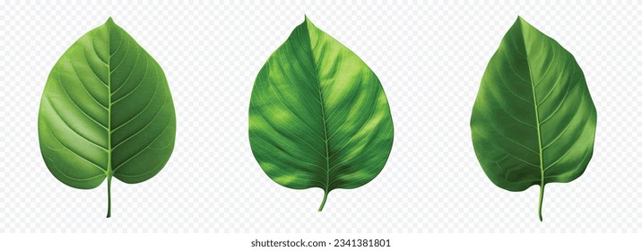Green leaf vector set isolated on white