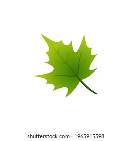 Green Leaf Vector Stock Illustration 