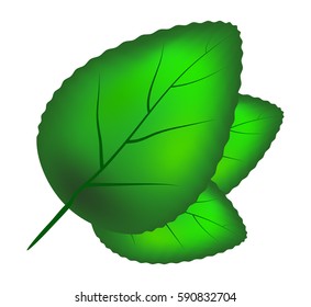 green leaf  vector symbol icon design. Beautiful illustration isolated on white background
