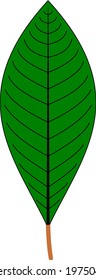 GREEN LEAF VECTOR WITH WHITE BACKGROUND BACKGROUND