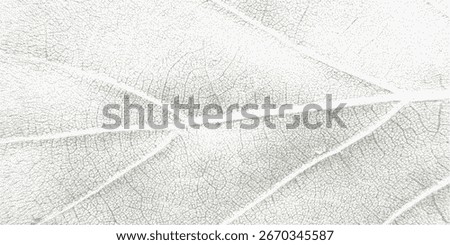 Green leaf vein texture abstract background with gritty stipple grain, close up organic plant cells, macro foliage veins, cracked skeleton imprint, natural surface design.