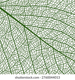 Green leaf vein texture or plant cell closeup background, vector pattern. Leaf vein texture with realistic macro structure details of tree or plant leaf skeleton with abstract organic cells of foliage