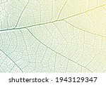Green leaf veins texture. Vector nature background