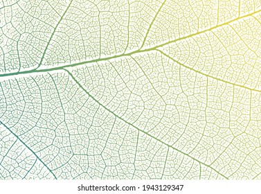Green leaf veins texture. Vector nature background