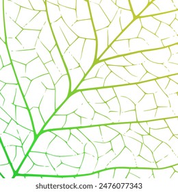 Textura de venas de hojas verdes. Vector naturaleza fondo