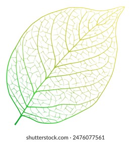 Green leaf veins texture. Vector nature background
