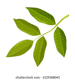 Green leaf of walnut tree. Discover amazing nature. Urban gardening, greening, landscaping of cities, municipal forestry concept. Vector cartoon icon isolated on white background.