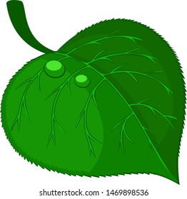 Green leaf with water droplets on a white. Eco logo