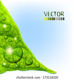 green leaf with water droplets. Vector