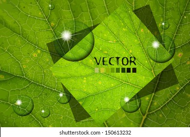 green leaf with water drops