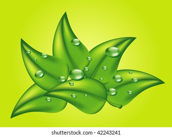 Green leaf and water drops