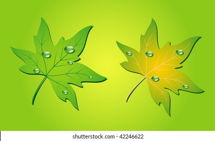 Green leaf and water drops