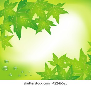 Green leaf and water drops